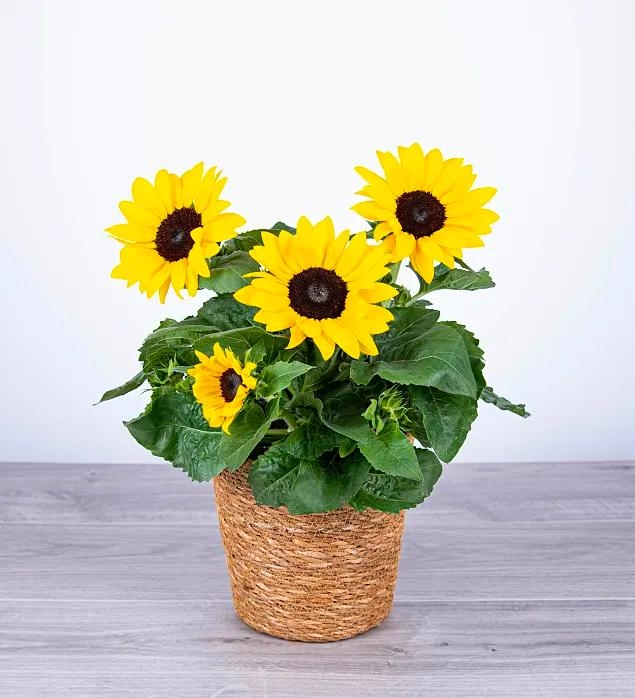 Sunny Sunflowers | Send a Bloom | Hounslow, Middlesex
