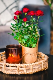 Red Rose Plant