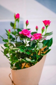 Pink Rose Plant