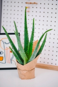 Aloe Vera Plant