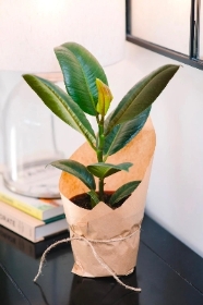 Rubber Plant