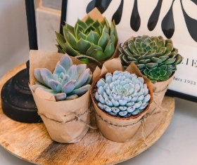 Trio of Mini Succulents