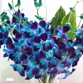 Electric Blue Orchids