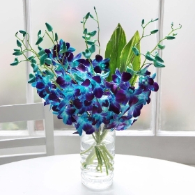 Electric Blue Orchids