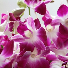 Purple Orchids